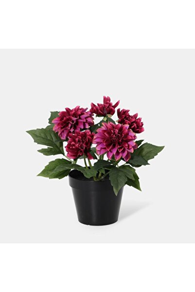 Generic New In Fernza Dahlia Potted Plant Purple H26Cm