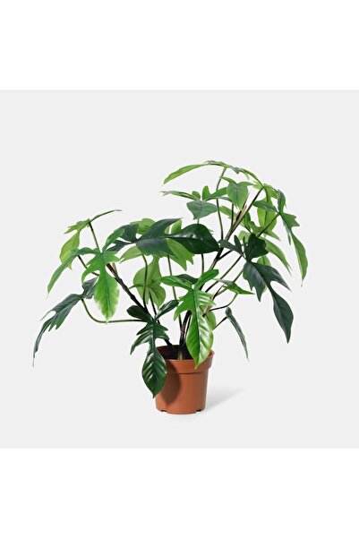 Generic New In Fernza Philodendron Florida Green H58Cm