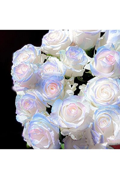 Bloom & Sow Seed Ice Blue Pink Gradient Rose SeedsBlooms – Premium Cut Flower...
