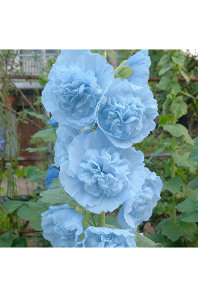 Bloom & Sow Seed Pastel Sky Blue Double Alcea Rosea, Tall Backdrop Plant Fenc...