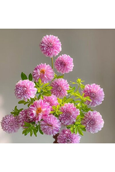 Bloom & Sow Seed بصيلات داليا وردية ناعمة مزدوجة - بصيلات زينة دائرية الشكل ل...
