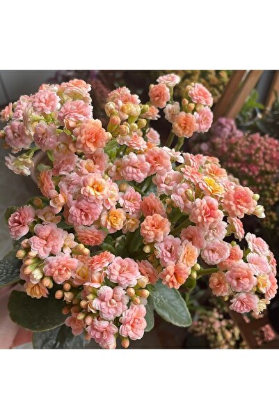 Bloom & Sow Seed بذور الكرز الدافئ المزدوجة المزهرة، نباتات داخلية للشرفات تز...