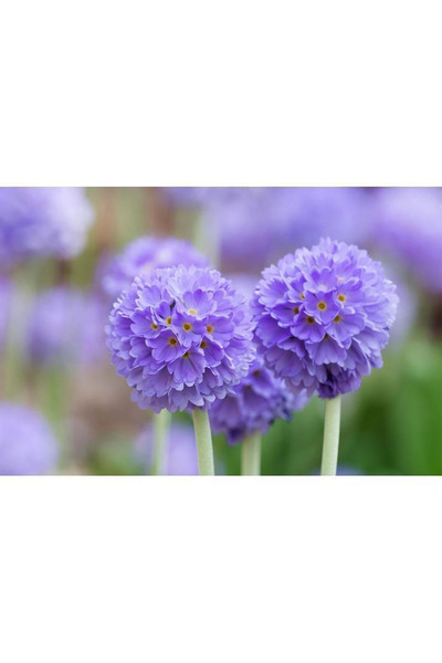 Bloom & Sow Seed بذور زهرة البريمورس الزرقاء البنفسجية، بذور زهرة البريمولا د...