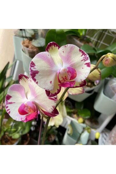 Bloom & Sow Seed Pink Purple Streaked Phalaenopsis Seeds, Rare Bicolor Orchid...