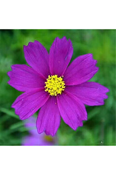 Bloom & Sow Seed Dark Purple Cosmos Seeds, Easy‑Grow Annual Ornamental Flower...