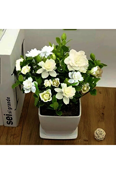 Bloom & Sow Seed بذور غاردينيا جاسمينويدس ذات الإزهار المزدوج الكامل، ذات رائ...