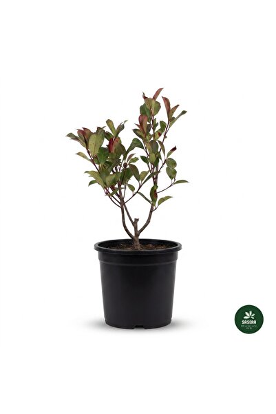 Genel Markalar Alev Çalısı Red Robin (Photinia Fraseri) 2 Litre Saksılı Canlı...
