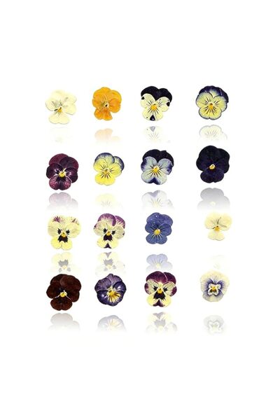 Generic Pressed Flower Petals, Real Dried Horned Pansy for Resin Art, 54 Pcs ...