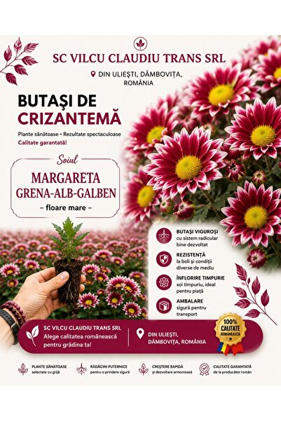 OEM Butași Crizantemă tip Creanga 5Buc