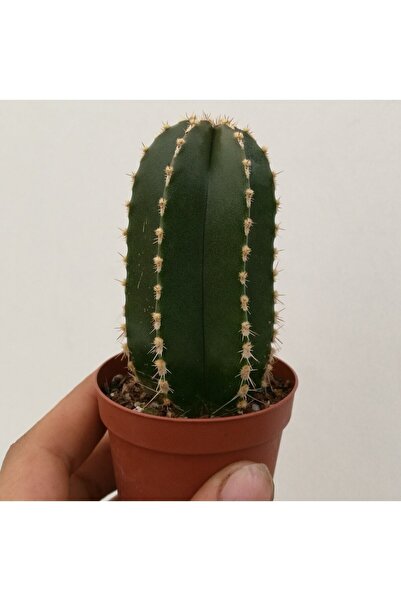 cantropikal Pachycereus Marginatusa - Sütun Kaktüs