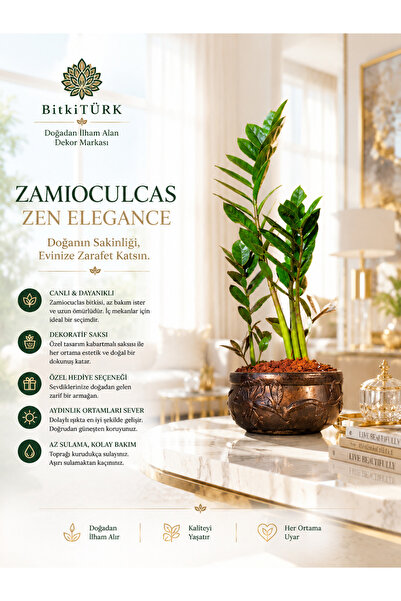 BitkiTÜRK İthal Zeze Zamia Çiçek Desenli Beton Saksıda