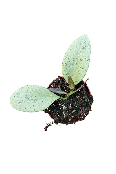 Eufloria Hoya nicholsoniae 'New Guinea Ghost' Ø8cm