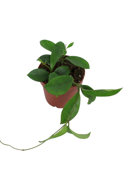 Eufloria Hoya carnosa 'Dee's Big One' (skinneriana) Ø12cm