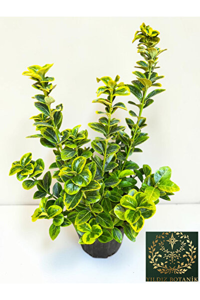 YILDIZ BOTANİK Altuni Gold Taflan Fidanı Çit Bitkisi Euonymus Japonicus Aurea...