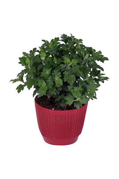 Mimoza Kasımpatı Saksı’da (Chrysanthemum) Beyaz Renk 10-20 cm