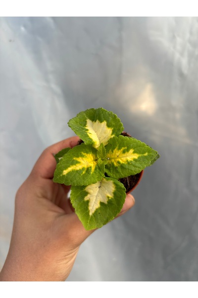 nazlı çiçekçilik Yaprak Güzeli Coleus 5,5’luk Saksıda Fide