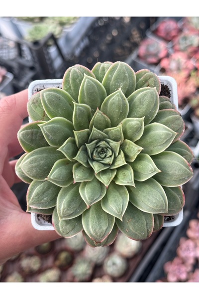 SukuLand Echeveria Longissima kore ithal droplu özel tür sukulent 9cm beyaz k...
