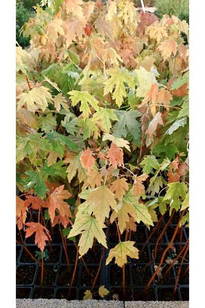 Şeker Akçaağaç Acer saccharum 50,60 cm