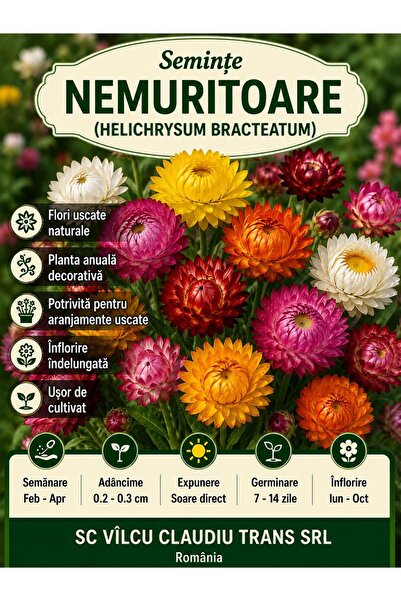 OEM Semințe Nemuritoare (Helichrysum Bracteatum)