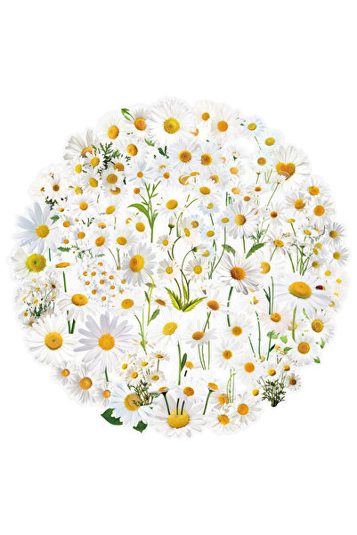 Choice 50pcs 50Pcs Cute Transparent Daisy Graffiti Stickers Creative DIY Deco...