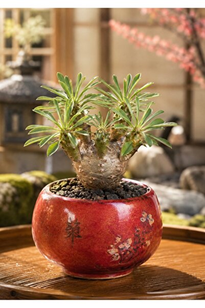 ATLANTE CACTUS Euphorbia Japonica - Nadir Hibrit Kaudisiform Formlu Koleksiyo...