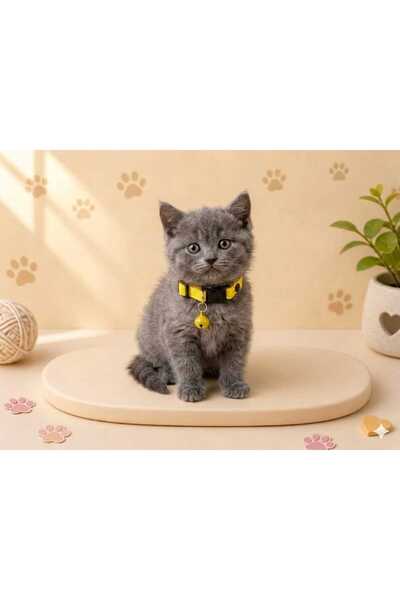 PATİZİSHOP KEDİ TASMASI PREMIUM RENKLER
