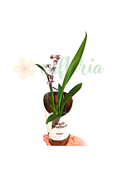 Eufloria Orhidee Brassidium — Orhidee intens parfumată, cu flori mici, în for...
