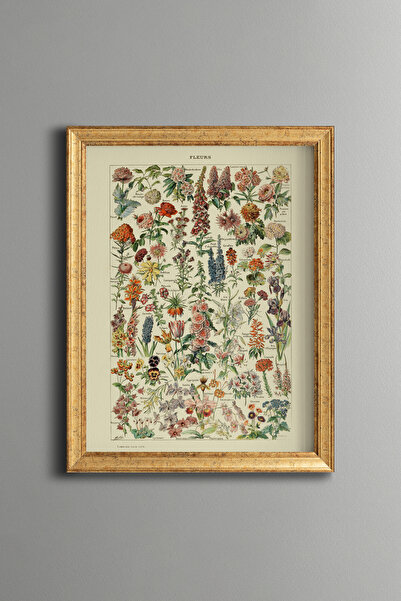 epiqart Botanical Floral Illustrations - Vintage Patterned Frame - Fine Model