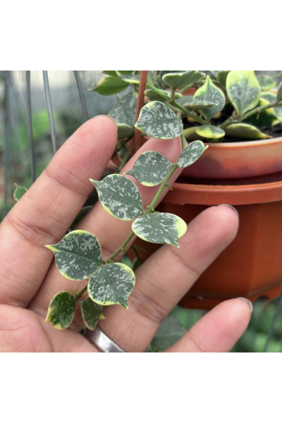 Eufloria Hoya curtisii Albo Variegated