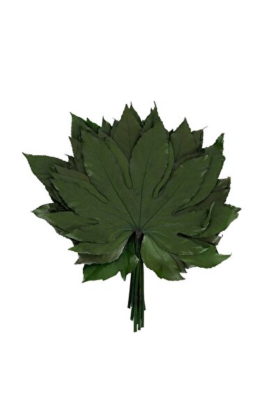 Roberto Rossi Plantă conservată - Frunze de Aralia 15/25 verzi