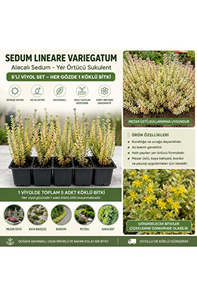 FİDEİSTE Sedum Lineare Variegatum (Alacalı Sedum) 5’li Viyol Seti – Mezar Üst...