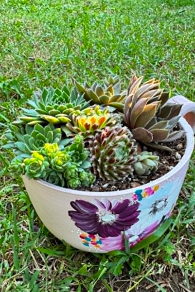 OEM Plante naturale Aranjament Sempervivum