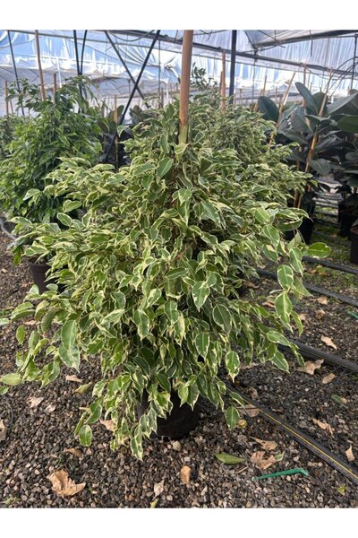 Yades Benjamin Starlight Alacalı Ficus Benjamina Salon Bitkisi