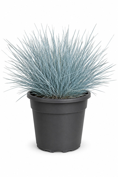 Rosemary Garden Canlı Mavi Çim Bitkisi Festuca Glauca 10-20 cm 2 Litre Saksıd...