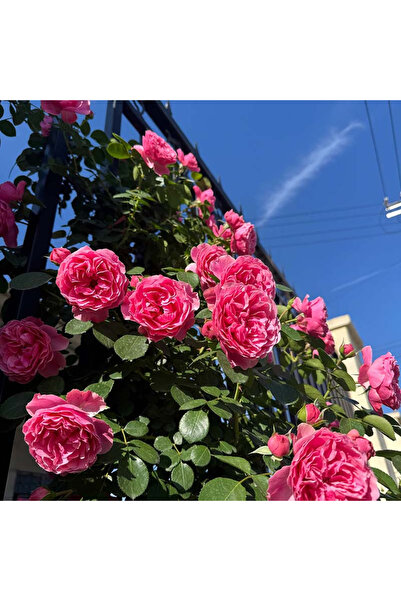 121 Climbing Rose Flower Seeds (Rosa Hybrida), 100Packs Perennial Climbing Pl...