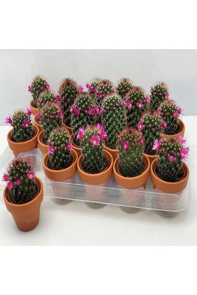 Serafina Cactus Mammillaria, H 15 cm