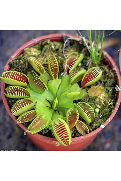 123 100 Pcs Fast Growing Succulent Seeds for Planting Rare Succulent Plants i...