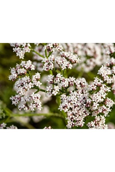 Green Health ΒΟΤΑΝΟ ΒΑΛΕΡΙΑΝΑ 1ΤΕΜ 100gr