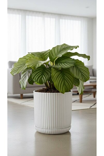 Bliss Lotus Kendinden Tabaklı 10,5 Litre Saksı Dekoratif Plastik Çiçek Saksıs...
