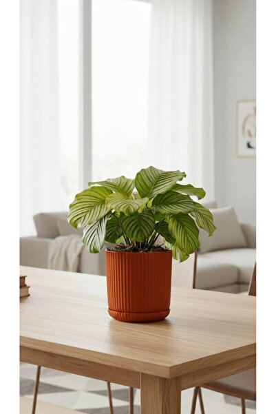 Bliss Lotus Kendinden Tabaklı 1,8 Litre Küçük Saksı Dekoratif Plastik Çiçek S...