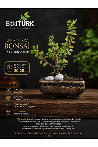 BitkiTÜRK Afra Yeşim Bonsai | Özel Beton Bonsai Saksısında Canlı Sukulent | 2...