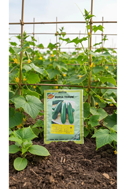 OEMS Cucumber seeds: A refreshing and delicious harvest for your garden!