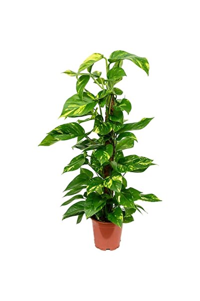 Verdena Epipremnum Aureum (cu suport) - 70 cm