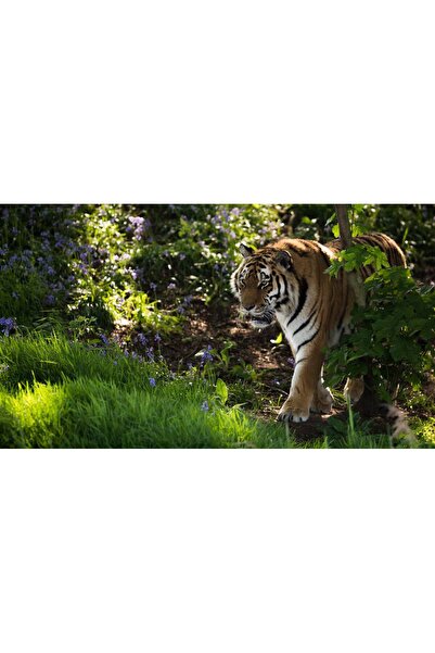 Persona Tablou canvas 100 x 70 cm, Animale model 40