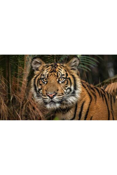 Persona Tablou canvas 100 x 70 cm, Animale model 22