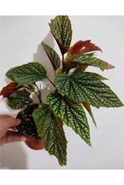 BİORGANİX Çilli Begonia Begonya Fidanı Fidesi 10-20 cm