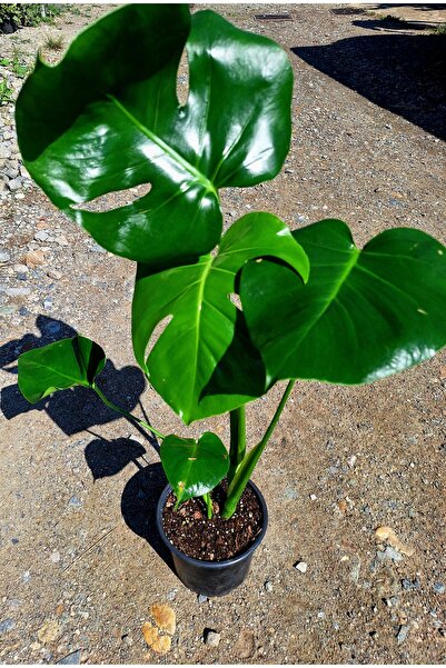 Green Dear Monstera Deliciosa