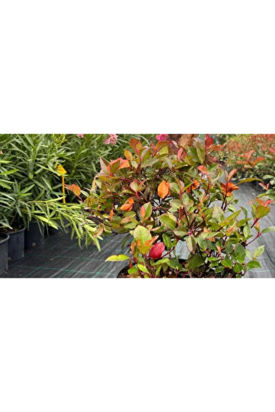 PLANTA TERRA Gradina ta începe aici Photinia Little Red Robin CLT5 35-45 cm