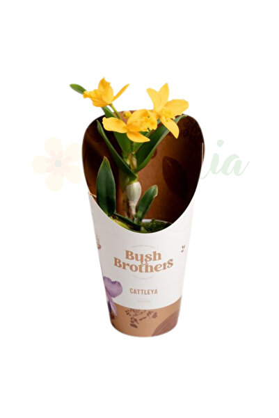 Eufloria Orhidee Cattleya Ø12cm - flori galbene, parfumate