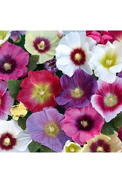 Bloom & Sow Seed بذور زهرة الهوليروك متعددة الألوان (زهور عشبية زينة تزهر في ...
